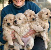 Puppies seller from Marion