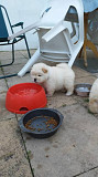 Beautiful Chow Chow Puppies, from Providence