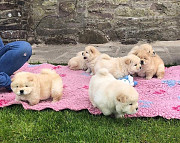 Beautiful Chow Chow Puppies, from Providence