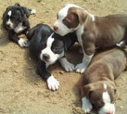 Pitbull puppies from Sacramento