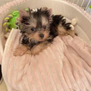 Yorkie puppy Lincoln