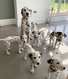 Beautiful Dalmatian Puppies, Harrisburg