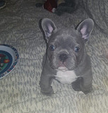Adorable Male and Female French Bulldog Puppies Qormi