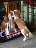 Delightful Cavalier King Charles Spaniel puppies Mosta