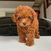 Beautiful poodle puppies from Texas City