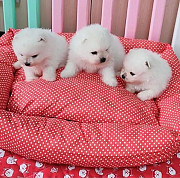Beautiful Pomeranian puppies for good home from Phoenix