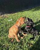 Awesome male and female Cane Corso Puppies for sale from Harrisburg