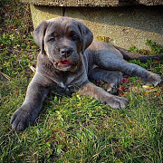 Well Socialized Cane Corso puppies for sale from Port Arthur