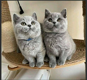 British Shorthair Kittens. from Phoenix