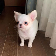 Beautiful Chihuahua puppies from Phoenix