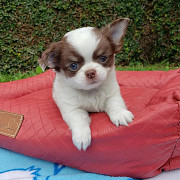 Charming Chihuahua Puppies from Oklahoma City