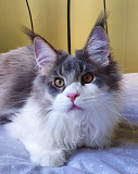 Lovely Male and Female Maine Coon Kittens for sale from Augusta