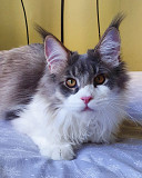 Lovely Male and Female Maine Coon Kittens for sale from Augusta