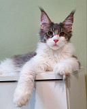 Lovely Male and Female Maine Coon Kittens for sale Phoenix