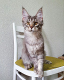 Maine Coon Kittens. from Madison