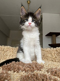 Gorgeous Maine Coon Kittens available ready for sale from Providence