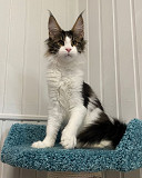 Gorgeous Maine Coon Kittens available ready for sale from Providence
