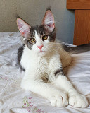 Adorable 12 weeks old Maine Coon kittens available. from Texas City