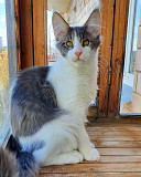 Adorable 12 weeks old Maine Coon kittens available. from Texas City