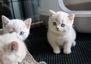 Cute male and female British Shorthair kittens for sale from Houston
