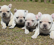 French Bulldog puppies for sale from Sacramento