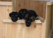 German Shepherd puppies for sale from London