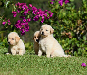 Golden Retriever puppies for sale from Wellington