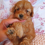 Maltipoo puppies for sale from Wellington