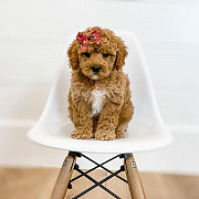 Gorgeous Goldendoodle puppy available from Dubai