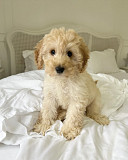 Beautiful cavapoo puppies available Los Angeles