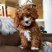 Beautiful cavapoo puppies available Los Angeles