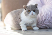 Good looking Male and Female British short hair Kittens for sale from Phoenix