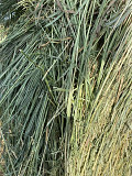Big round Alfalfa and Timothy mixed hay for sale Edmonton