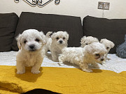 Maltese puppies for sale from Maryland City
