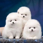 Pomeranian Puppies for sale from Dallas