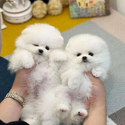 Pomeranian Puppies for sale from Dallas