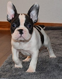 Beautiful French Bulldog puppies for good home from Colorado Springs
