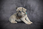 French Bulldog puppies for sale from Cabot