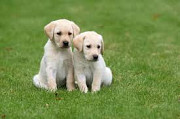 Cute puppies from London