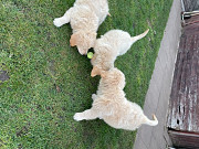 Gorgeous Golden Retriever Puppies from Maywood