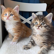 Xmas Maine-Coon-kittens- Ready-Go! from Phoenix