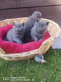 Xmas Scottish Fold Kittens for sale from Augusta