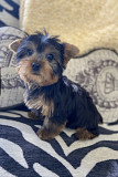 Yorkie puppy for sale Sacramento