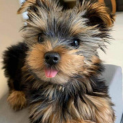 Yorkie puppy for sale Sacramento