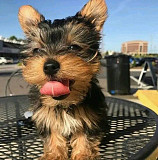 yorkie puppy available Logan