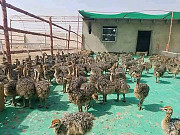 Ostrich brids from Oyo