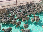 Ostrich brids from Oyo