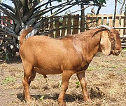Boar goat from Oyo
