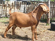 Boar goat from Oyo