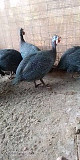 Guinea fowl for sale from Oyo